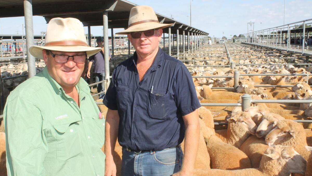 Landmark agent John McKinnon and Andy Prendagast, Blampied with a pen of the Prendagast family lambs sold for $176/head at Ballarat.
