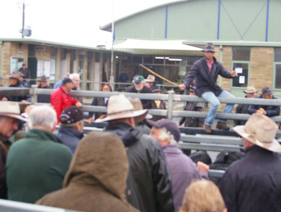 Elders auctioneer Jack Hickey counted bids beyond $2000 in the cow and calf market as this Angus out made $2079 a head at Warrnambool.
