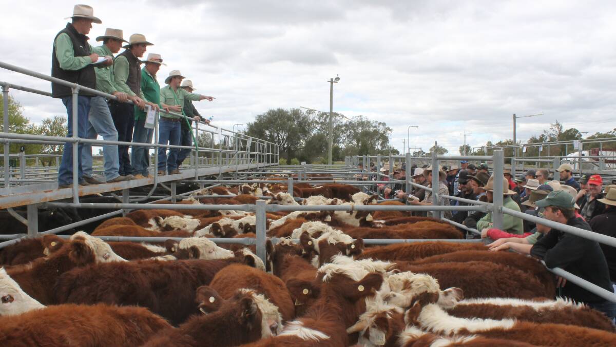 Solid result for Hay cattle: steers to $1370