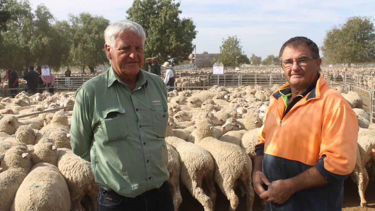 Rusty Barry, Landmark Birchip and Colin Appledore, Brim paid $262 for these Septmeber-shorn, Collinville-blood young ewes, S.I.L to Border Leicester rams.
