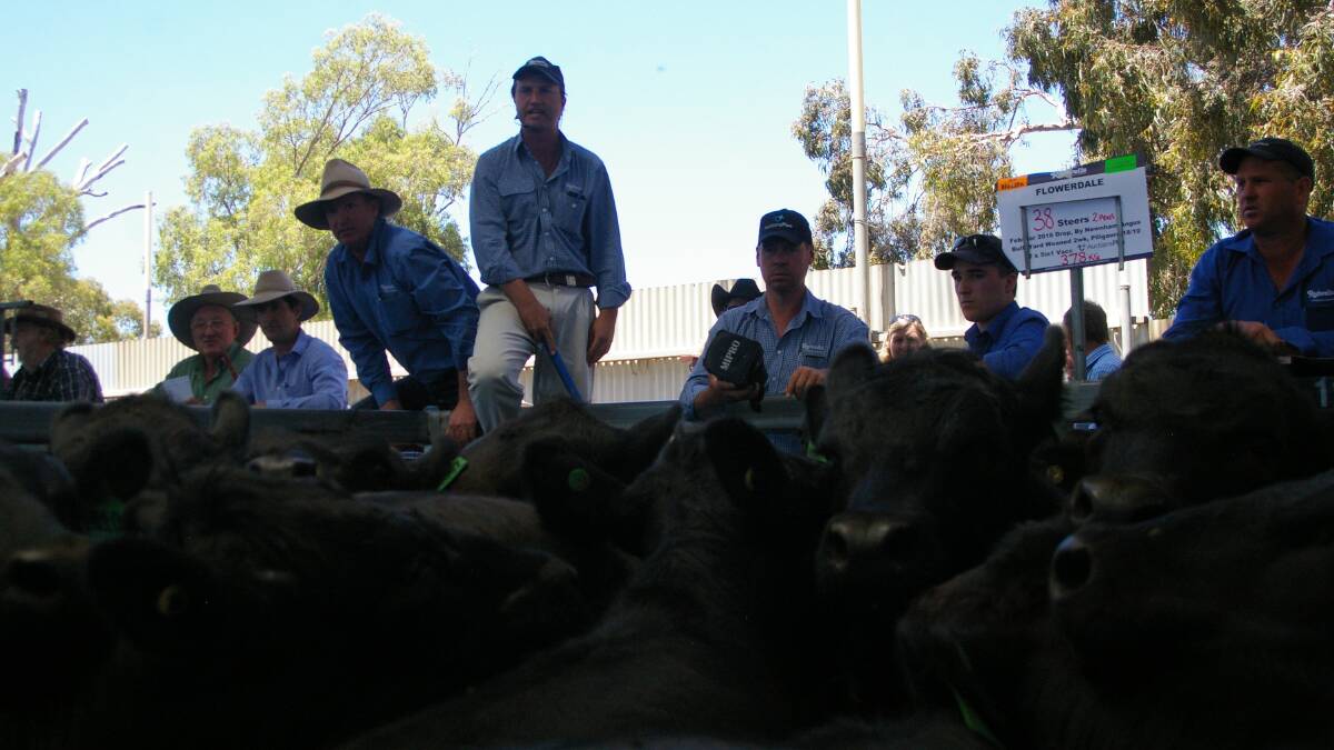 Auctioneer Anthony Delaney and the Rodwells team in action at the first of Victoria's annual weaner sales held at Euroa
