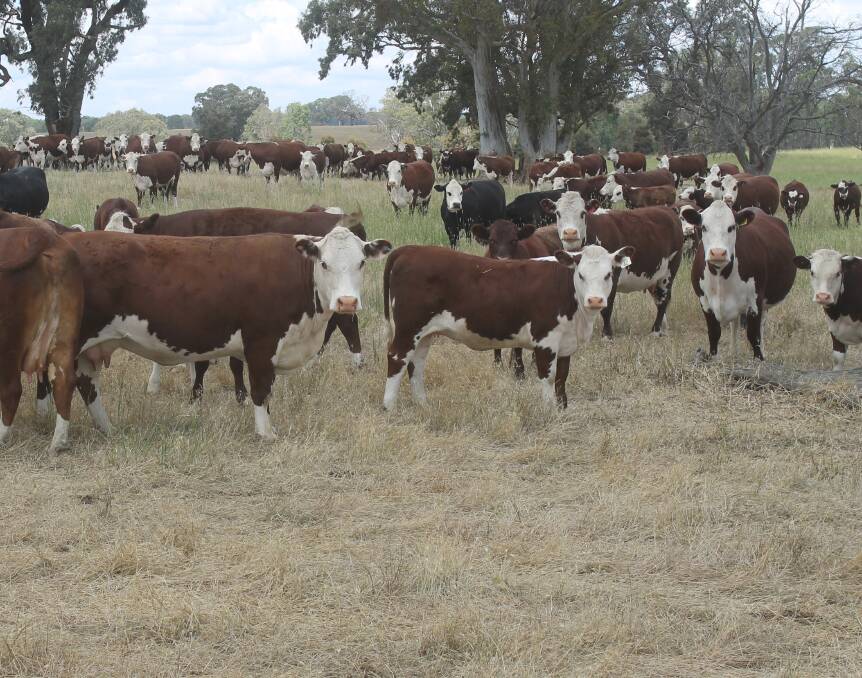 Rob Lawrence Banool Hereford herd contains a slash of Eloora Shorthorn genetics