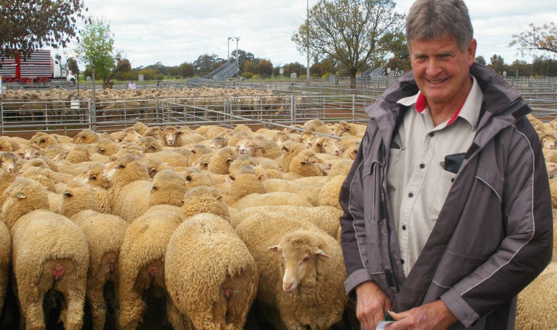 Geoff Gray, Morkalla, west of Red Cliffs, in the Sunset Country replaced aged Merino ewes with this line of  December-shorn, Tameleuca-blood one year-olds, scanned in lamb to Poll Dorset rams.