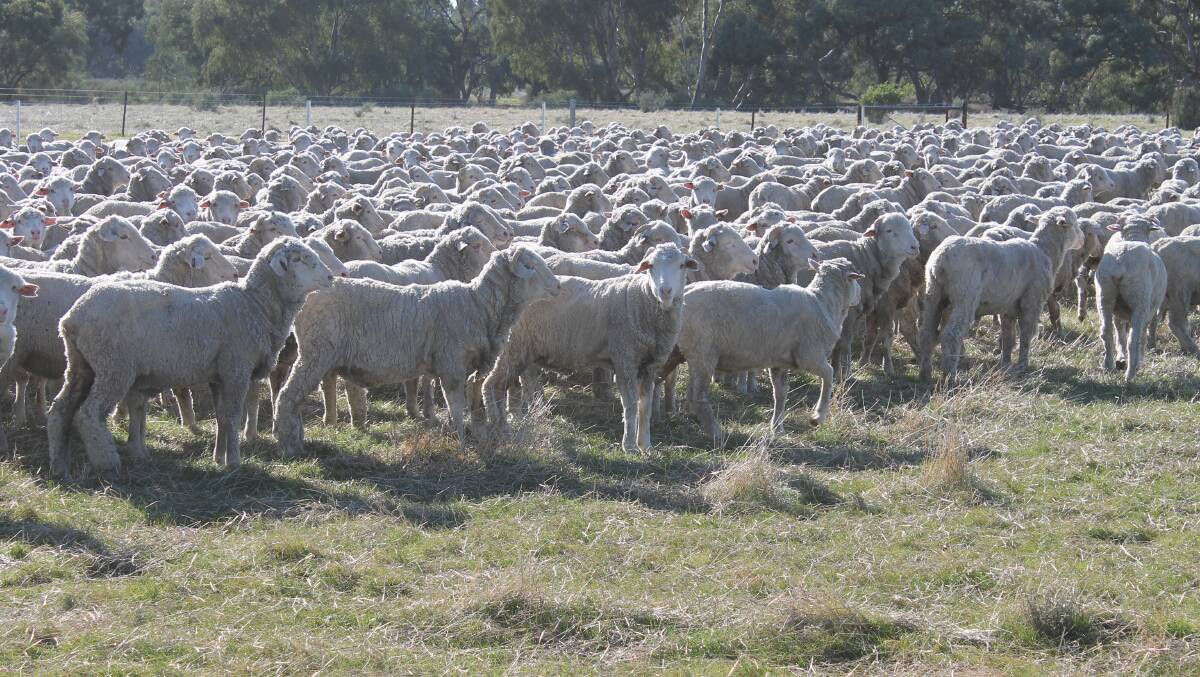 The Auctions Plus-listed line of Boonoke-bred May/June-drop of Merino wether weaners, Wanganella-blood will be sold on-line on June 13.