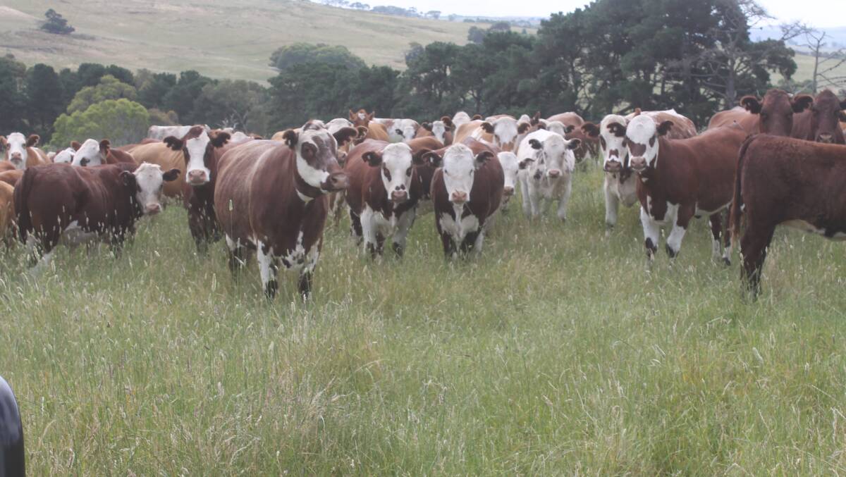 Malcolm and Sherri Robertson's Simmental-Shorthorn-Hereford weaners off their Highlands property at Paschendale will again be a feature line at this year's Western District sales. Weight for age, they are simply superb cattle.