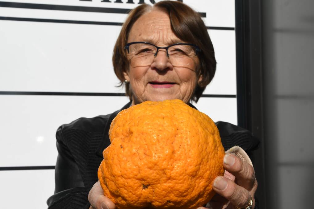 HUGE: Margaret Hellam holding the giant orange, found on their property in Wonwondah.