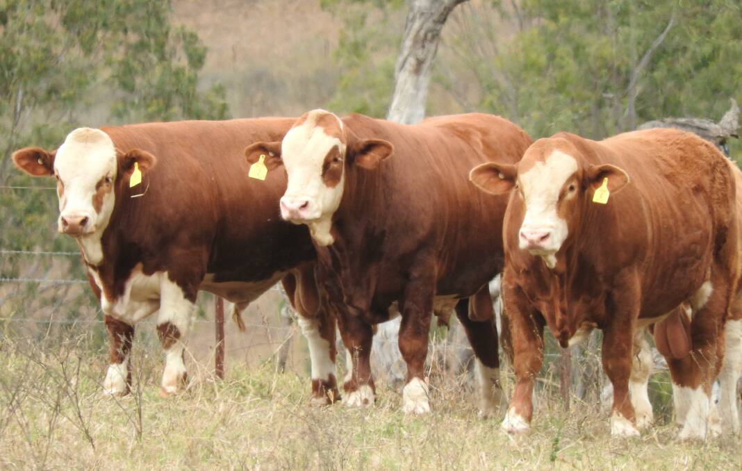 QUALITY: Clay Gully Simmentals has produced functional, well-muscled, soft and easy-doing cattle for the past four decades. 