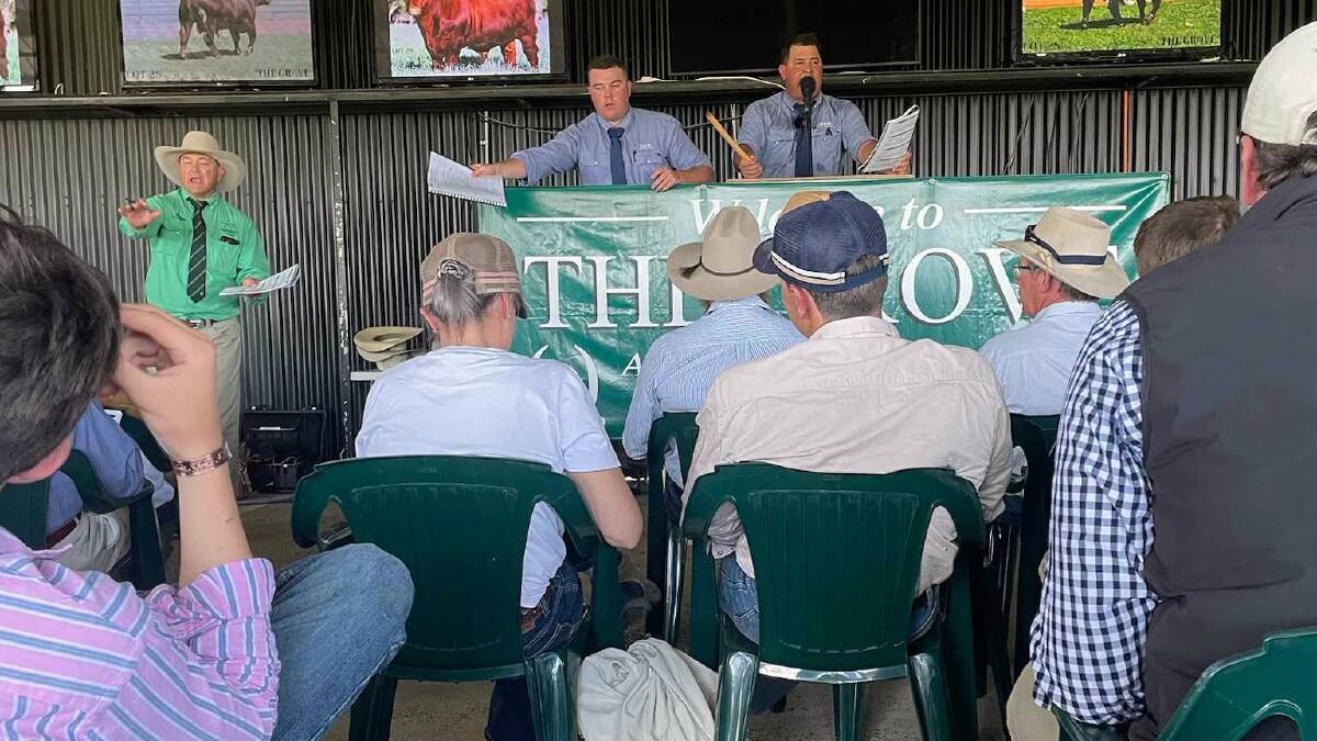 Selling underway at The Grove's 40th annual on-property bull sale. Picture by Helen Walker. 