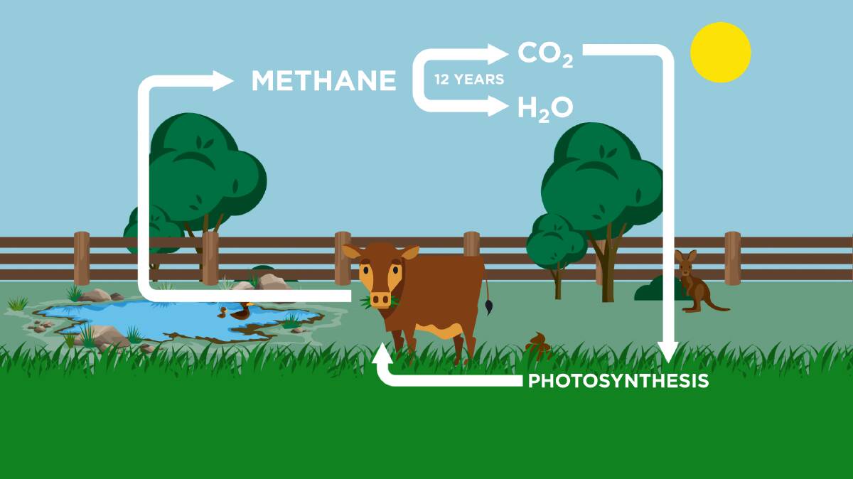 The carbon cycle. Graphic by MLA.