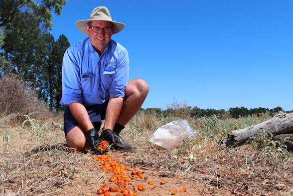 Rhett Robinson, a Biosecurity Officer with NSW Local Land Services, lays carrots laced with RVDV1-K5 in 2019. Credit: NSW Local Land Services
