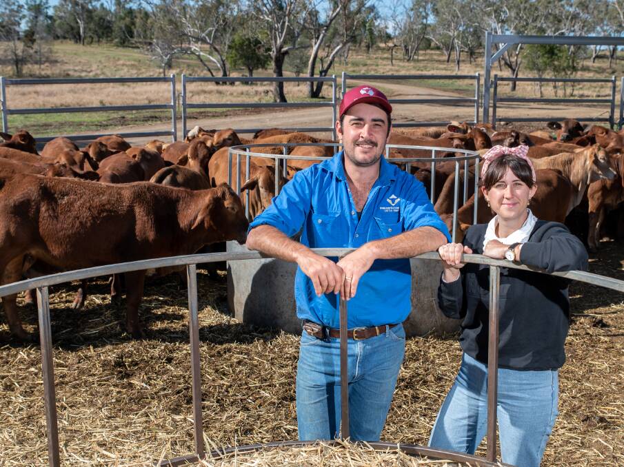 MARKET WATCH: King Cattle Co owners Hayden and Megan King, Kingsthorpe, are closely monitoring cattle prices to ensure they still make a profit. Photo: Brandon Long.