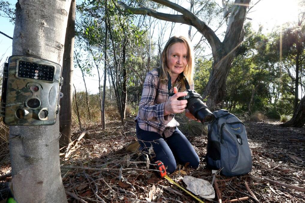 RESEARCH: Sarah Alsop hard at work in the Otways. Picture: CONTRIBUTED, Glenn Ferguson, Geelong Advertiser.