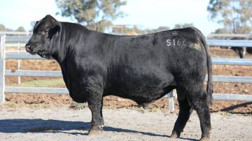 2023 ACM Sire Shootout winner, K5X Satellite, exhibited by Stephen Hayward and Kellie Smith, Allora, Qld. Picture: K5X