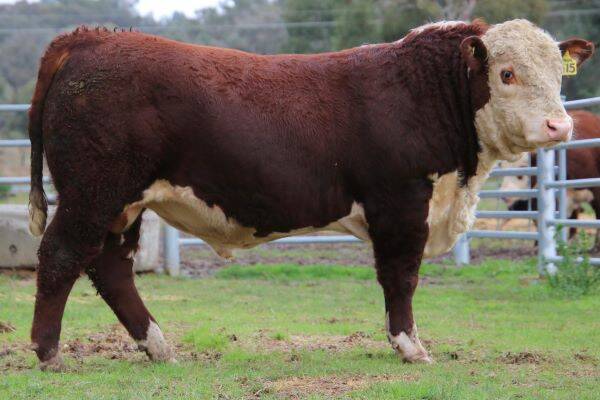 BIG BOY: New Australian Hereford yearling bull record holder, Tobruk Southern Cross S15, which sold for $91,000 to Days Whiteface, Bordertown, SA. Photo by Annie Pumpa.