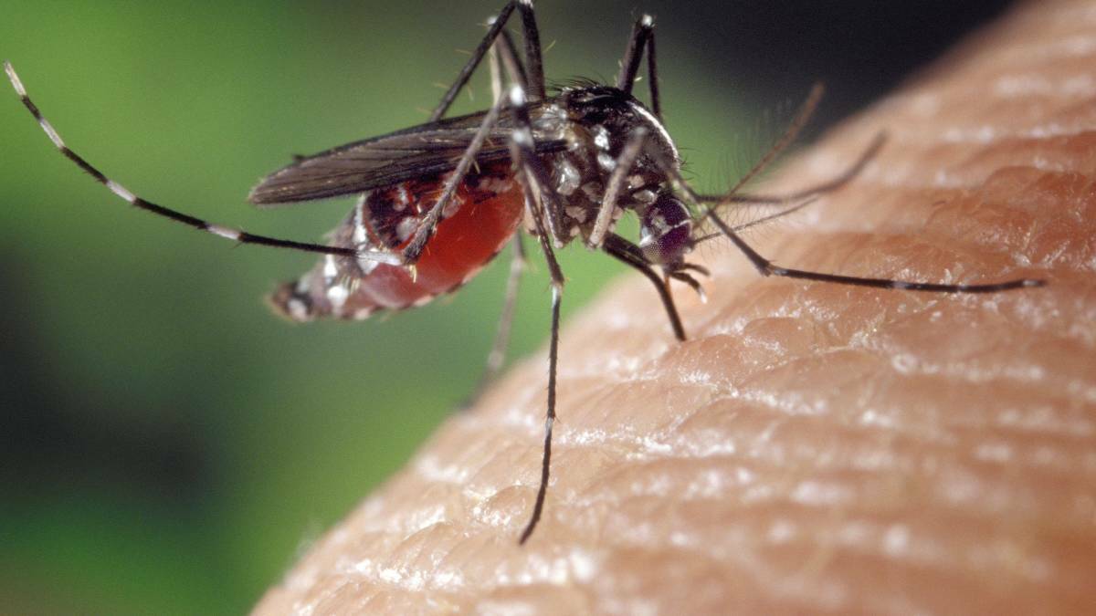 Japanese encephalitis is transferable only from mosquitos to human. File picture