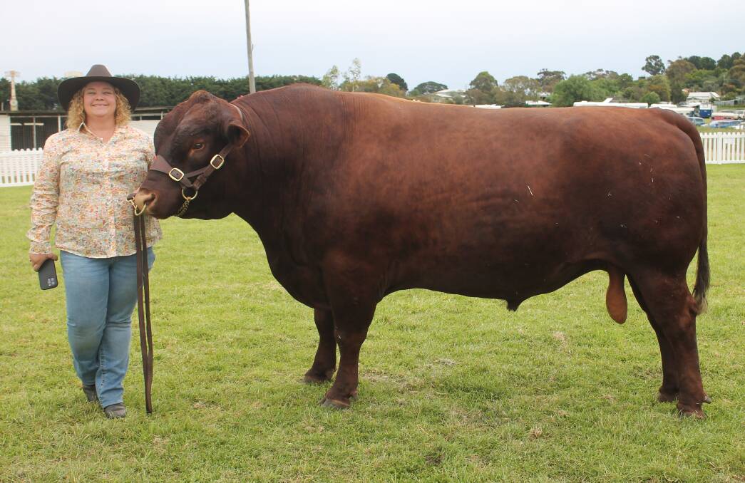 Noorat Show president Monica Heffernan with Curlywurly from Turanga stud, Kolora. Curlywurly was an entrant in the senior bull class for the Red Poll breed at Noorat.