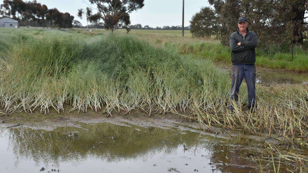 Cropping and sheep farmer Simon Coutts, Carisbrook, says only five per cent of his crop has been affected by flooding, but he has concerns about whether machinery could get bogged on paddocks if it gets more wet. Picture by Philippe Perez.