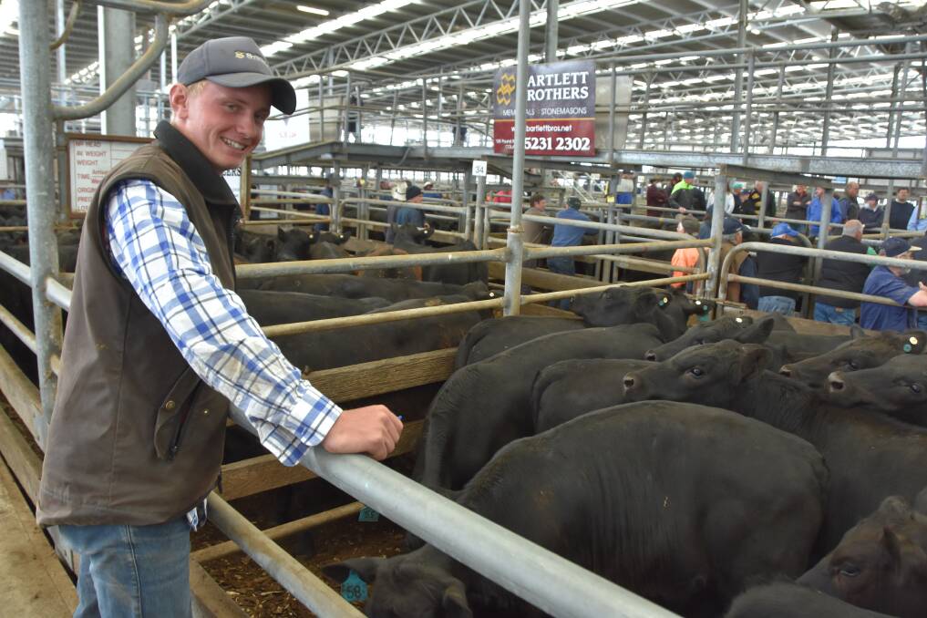 19-year-old Tom Blakeley, Winchelsea sold his first ever pens of feature weaner cattle at Colac and sold one pen of 19 Angus steers, 330kg for $1670 or 506c/kg. Picture by Philippe Perez.