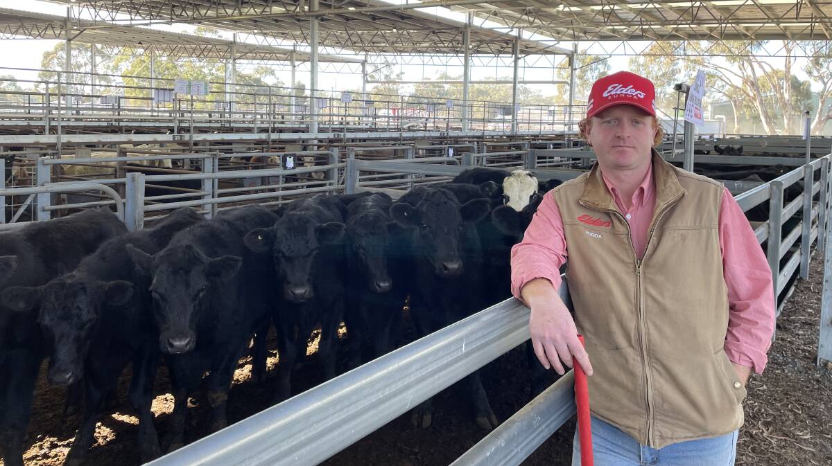 Elders Euroa agent Joe Allen said there was a mixed quality of cattle in th esmaller yarding at the Euroa November store sale.