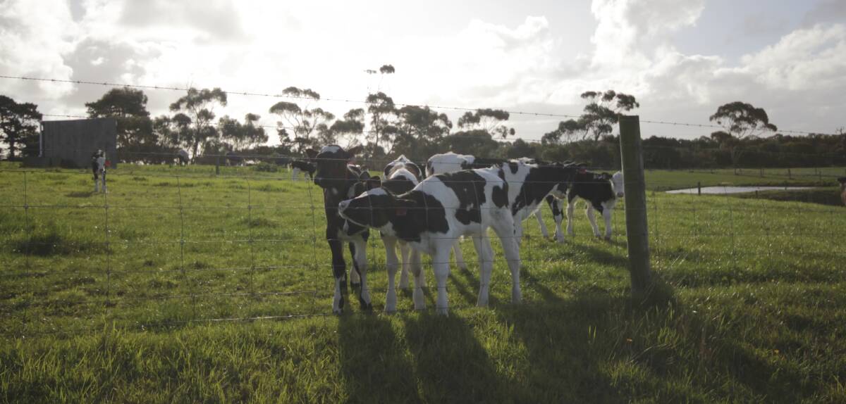 EPA Victoria have handed out fines and non compliance notices to many Gippsland dairy farms after finding they were not effectively managing effluent. Picture by Holly McGuinness
