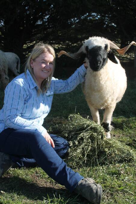 Julie Dekort, Ballan with her very friendly Valais Blacknose sheep, Aphrodite. Picture by Philippe Perez