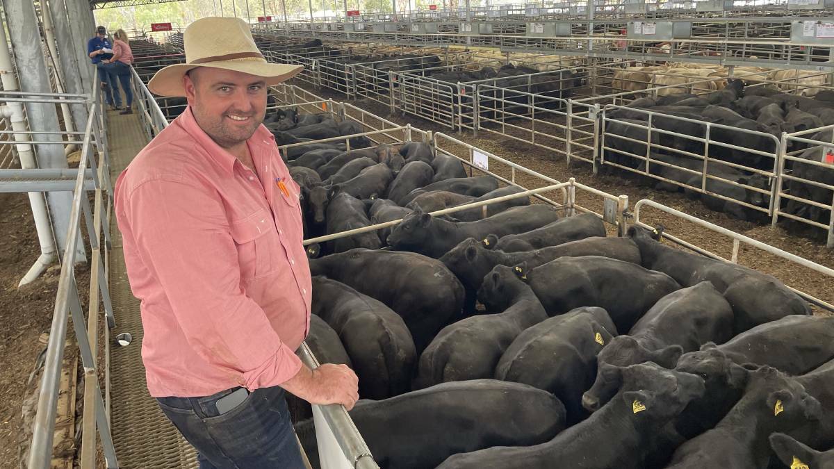 Elders Yea livestock agent Jamie Quinlan said prices generally stayed firm through Yea's store sale, while lighter livestock sold for slightly cheaper prices. File picture.