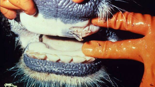 KEY SIGNS: A ruptured oral vesicle in a cow with foot-and-mouth disease. Picture: Wikimedia Commons.