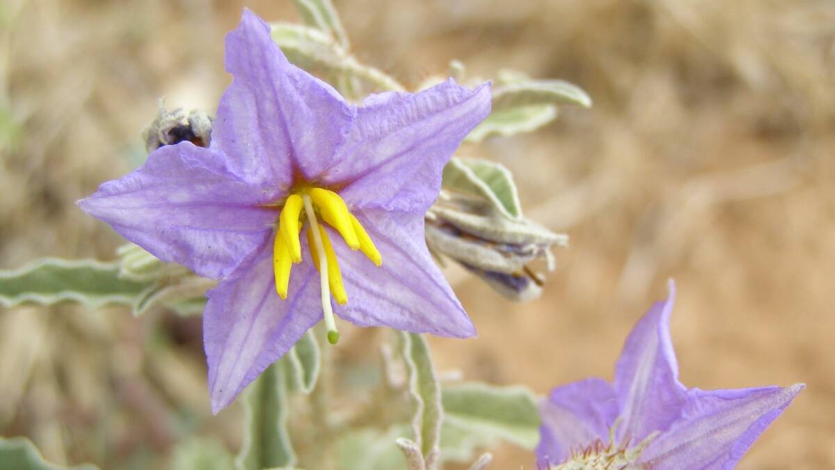 Agriculture Victoria researchers have collaborated with international counterparts in finding a biological control agent for silverleaf nightshade. File picture.