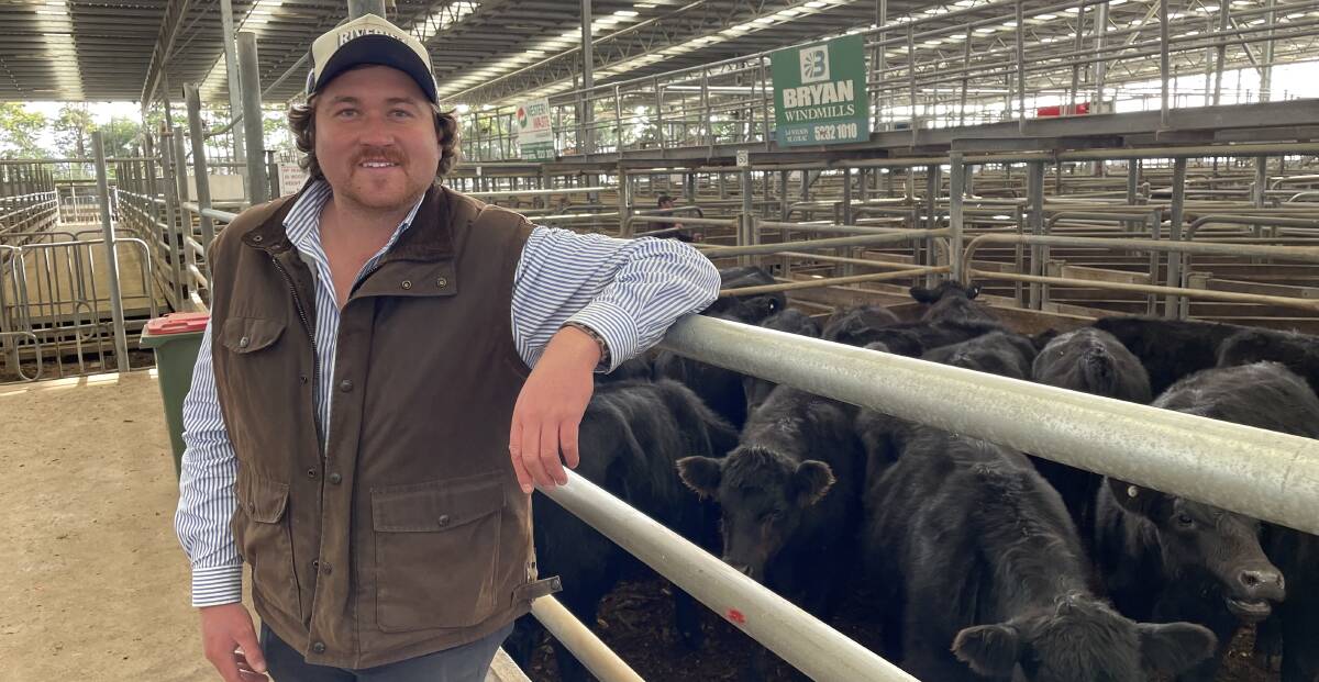 Charles Stewart Howard director and auctioneer Shelby Howard believes the Colac sale on January 4 will have great-quality cattle, despite weights being a little lighter than previous years.