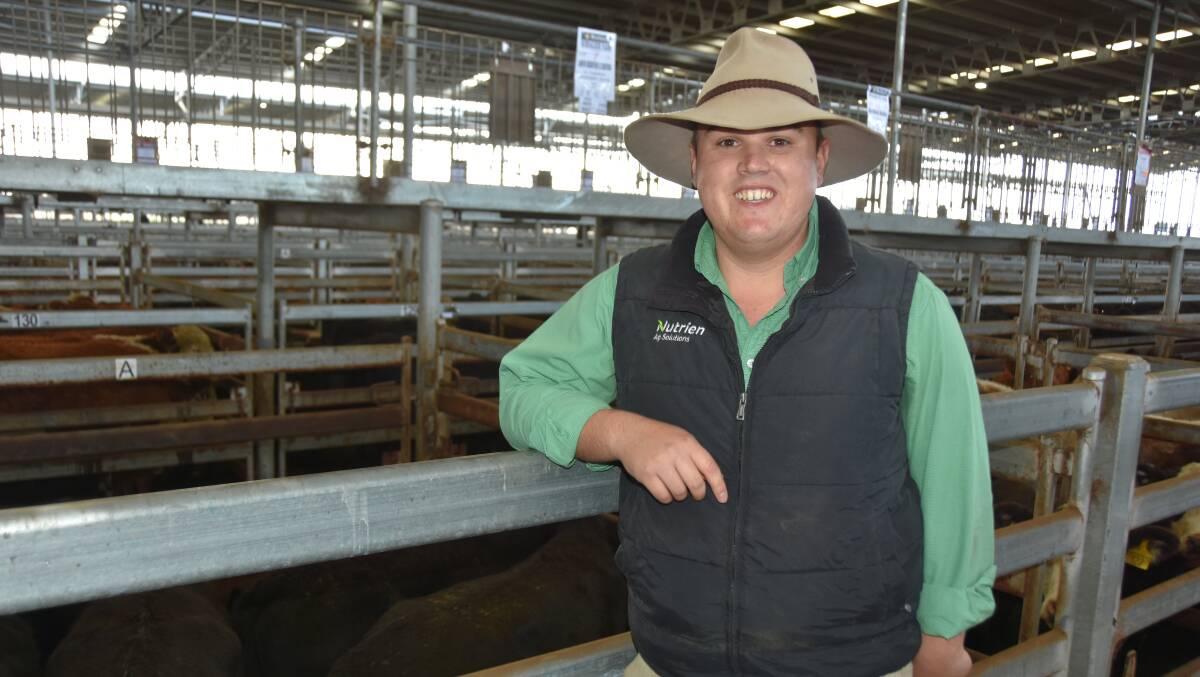 Josh McDonald, Nutrien Warrnambool said the first store sale at Mortlake lacked good quality cattle, which influenced a slight drop in prices. PIcture by Philippe Perez