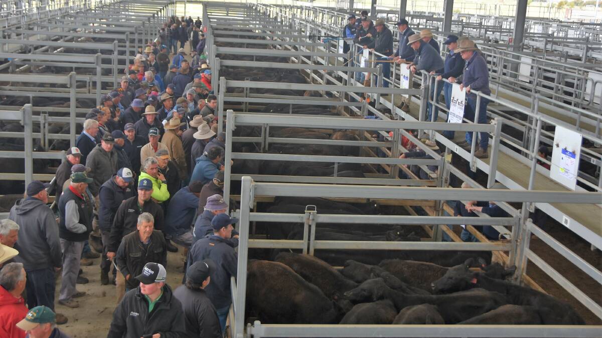 CVLX Ballarat will run four feature weaner sales throughout February, where about 16,000 cattle are expected to be yarded over the month.