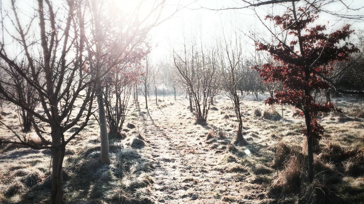 FROSTY MORNINGS: The Bureau of Meteorology says frost warnings are likely for the whole of the state on Wednesday, with the north and north east experiencing frost on Tuesday and Thursday too. Photo: Jon Stutfield (Unsplash).