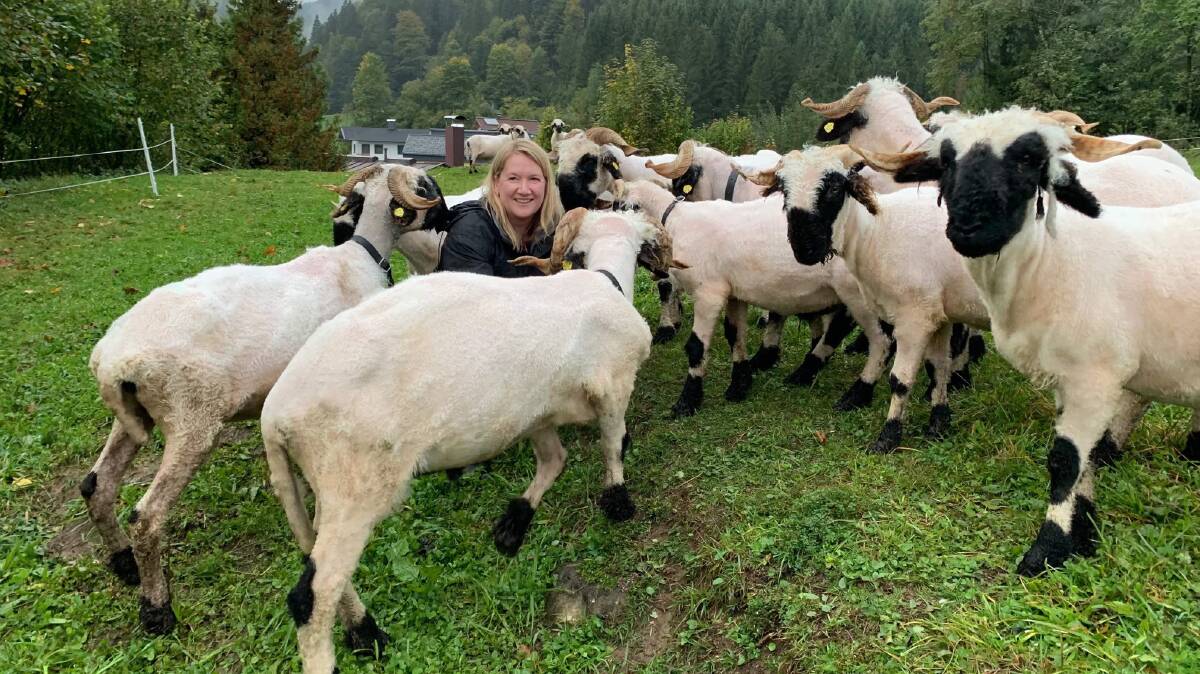 Julie Dekort, Gordilly Park, Ballan, fell in love with Valais Blacknose while in Switzerland. This picture was taken when she visited a flock in Austria. Picture supplied