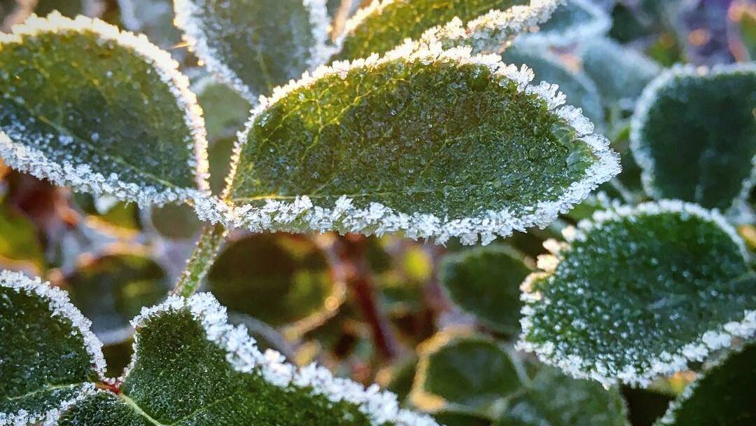 Weather in parts of the Wimmera and northeast Victoria have recorded temperatures in single digits this week, with frost warnings issues by the Bureau of Meteorology. File picture