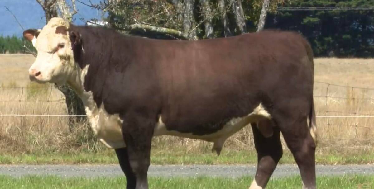 RECORD STUD: The top-priced bull of the 2022 Quamby Plains annual bull sale, Lot 3, Quamby Plains Royalty R264 sold for a Tasmanian record price of $82,000.