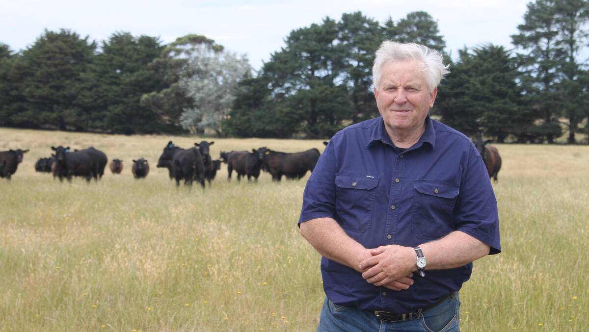 David Cocking, Gwingalla Pastoral, Terang has had a positive year, despite the El Nino weather pattern declaration, and is hopeful that translates to a good weaner sale season. Picture by Philippe Perez