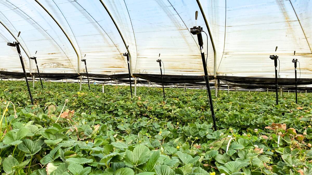 Cameras installed in the strawberry farm in the course of the research tracked pollinators and to improve insect tracking models for farmers. Picture supplied.