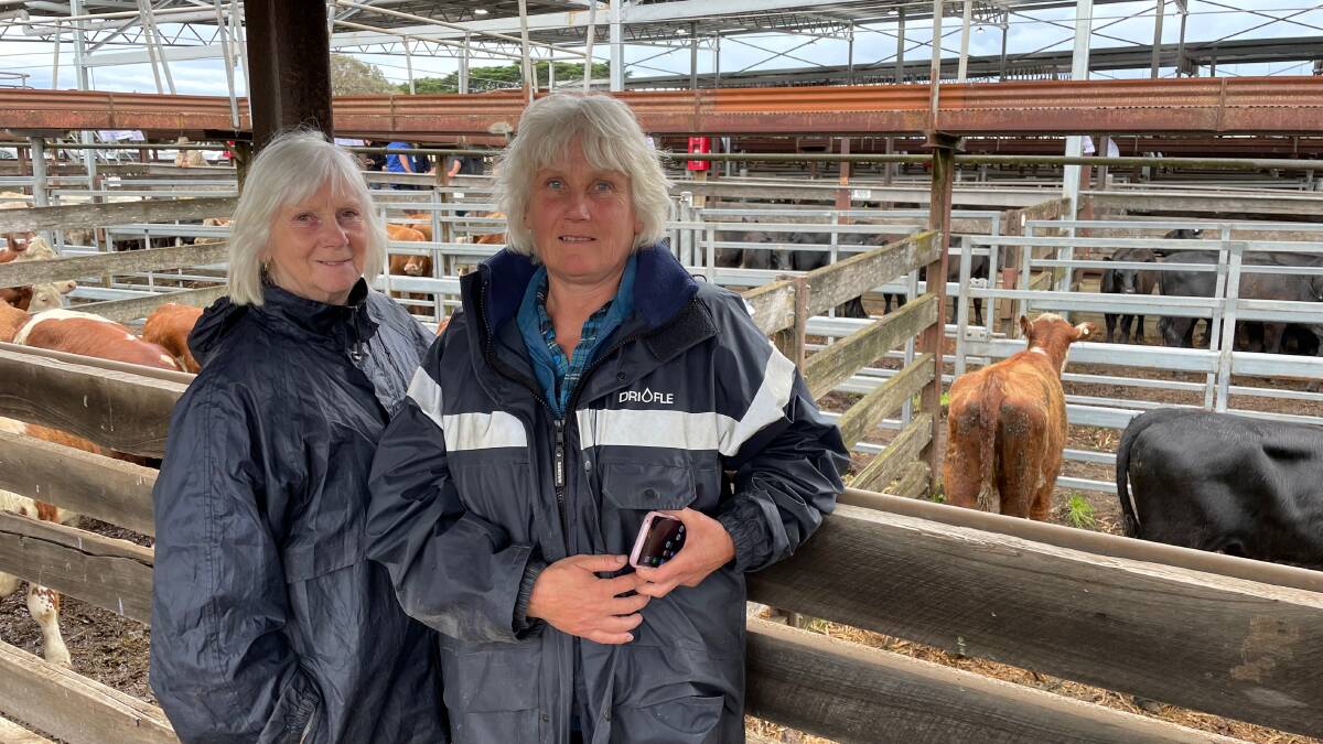 Lana and Chris Gray, Strathkellar, sold six Angus steers, 563kg for 450c/kg. Picture by Philippe Perez.