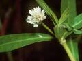 NOXIOUS: The state-prohibited alligator weed has been found along a 30 kilometre stretch on Bendigo Creek near Huntly.