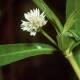 NOXIOUS: The state-prohibited alligator weed has been found along a 30 kilometre stretch on Bendigo Creek near Huntly.