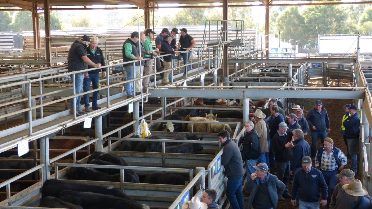 YARDING: VLE Pakenham saw a record yarding at this Thursday's sale, with just a little over 4600 cattle. File photo.