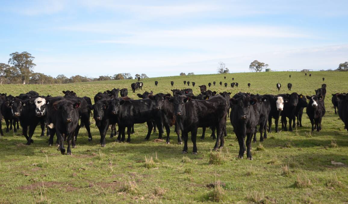 About 6000 cattle and sheep have been vaccinated for anthrax so far about initial detections of the disease earlier this month on two properties in Shepparton. File picture