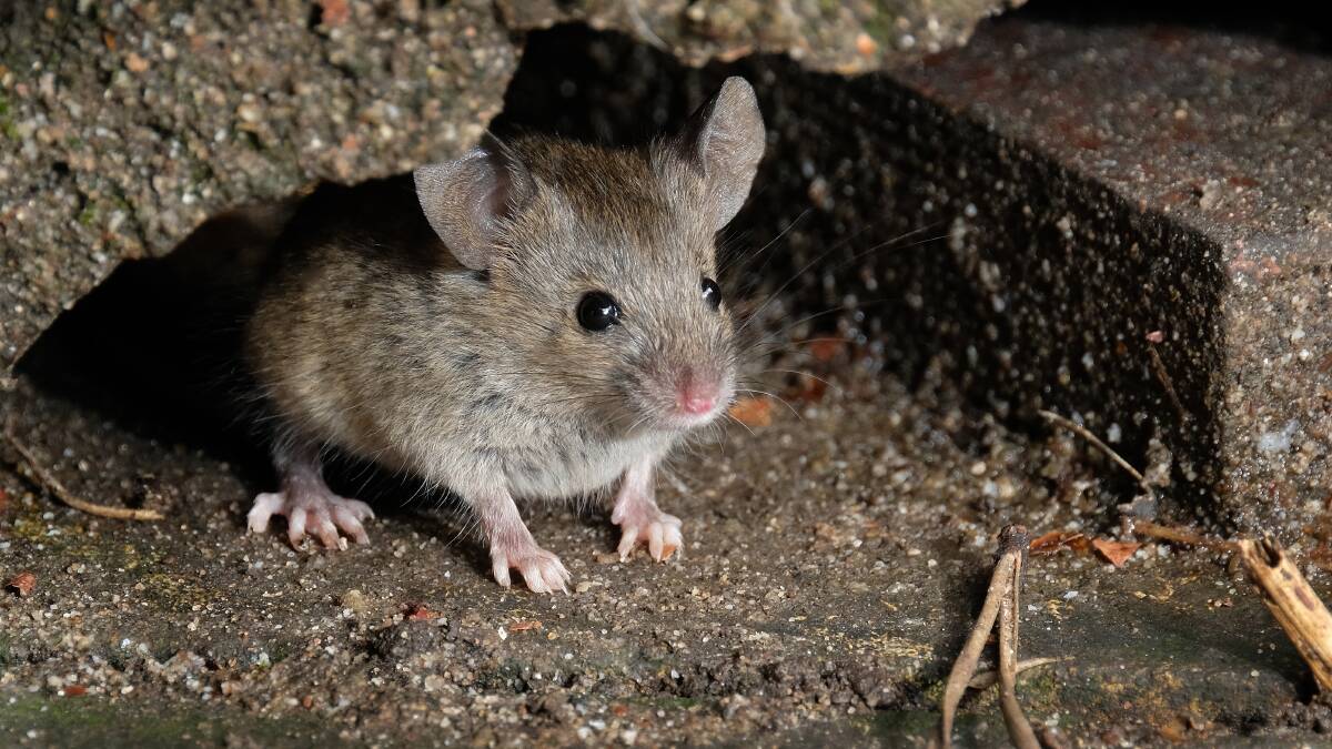 Farmers across Victoria are urged to not be complacent about protecting crops, after mice have been observed crossing roads at St Arnaud. Picture via Shutterstock