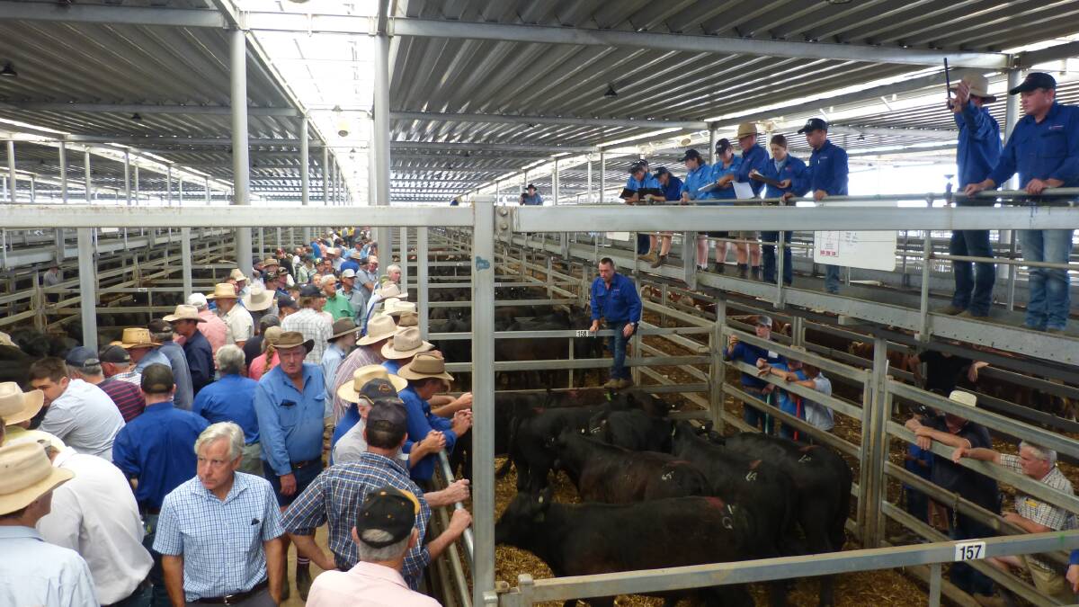 CONFIDENCE: Buyers remained positive at the Albury-Wodonga Independent Stock Agents special store sale on Thursday.