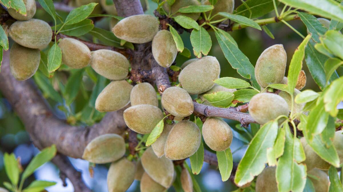 Brownport Almonds Pty Ltd signed an enforceable undertaking (EU) with the Fair Work Ombudsman after they conducted a payroll audit from 2016-2021 which found underpayments. File picture.