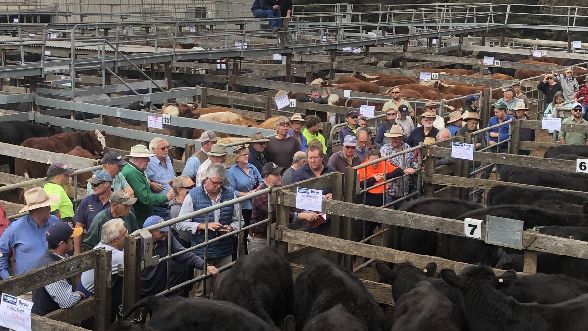 KYNETON CROWD: The June store sale had a good winter yarding, with some prices falling back slightly. File photo. 