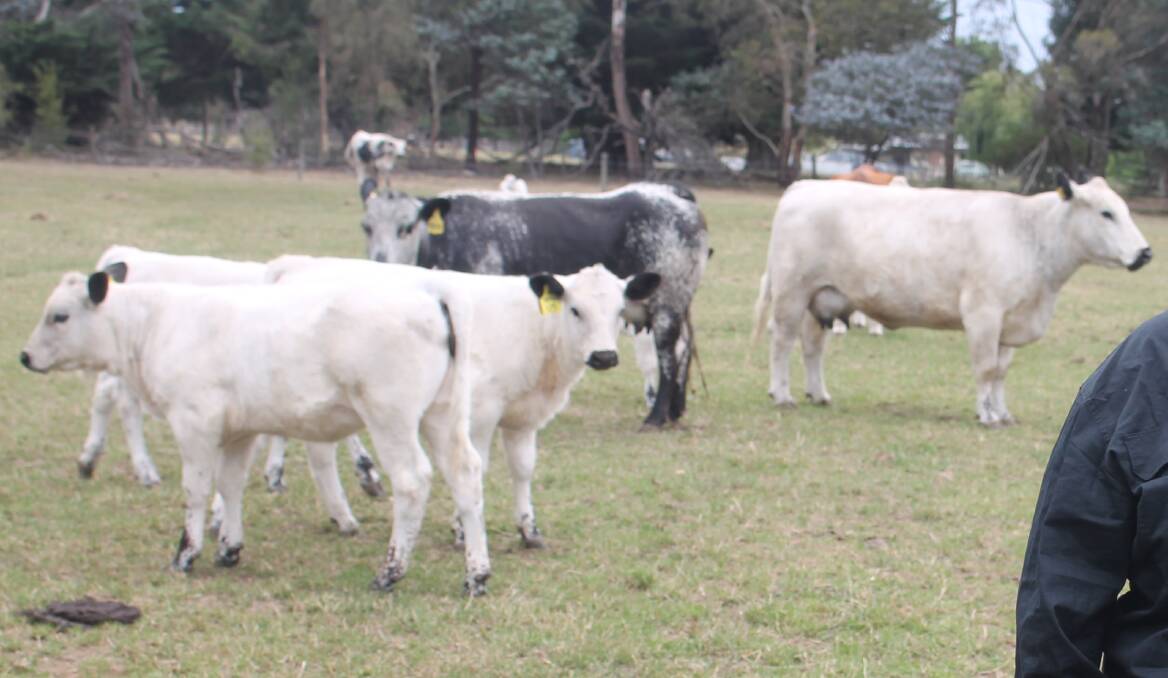 Some of Kookaburra stud's Speckle Park cattle.