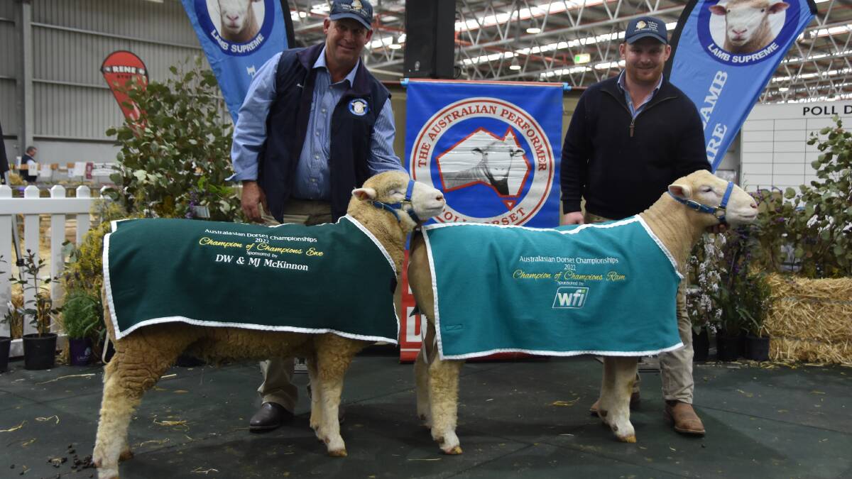 Andrew and Joseph Scott with their champion of champion ewe and ram, The ram also won the supreme exhibit at the Australasian Poll Dorset show.