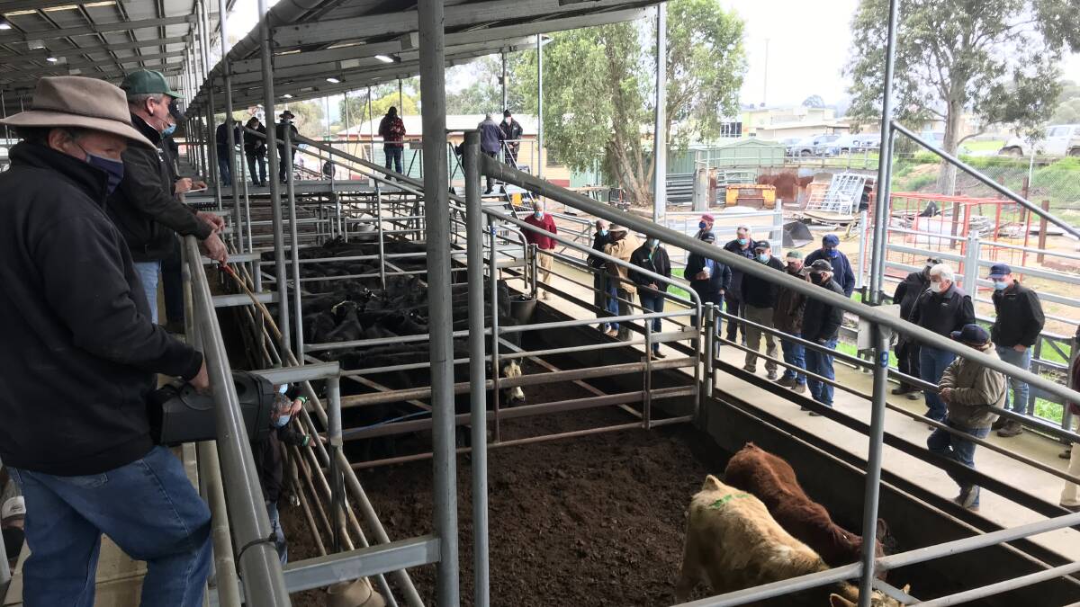 SALE-O: Local competition were the main buyers for Friday's Bairnsdale store cattle sale (File photo).