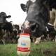 MOO-VING UP: The latest rise in farmgate milk price by Bulla Dairy Foods is the highest in the market.